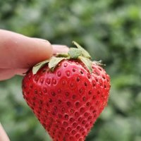 Клубника :: Юлия Голикова