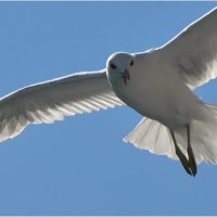 Чайка и небо :: Ирина Ватолина