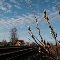 Весна идёт! :: Олег Зоркий Весна идёт! :: Олег Зоркий