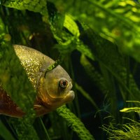 бррр :: Анастасия Фотографовна