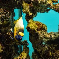 А вот кто-то похожий на Дори) :: Анастасия Фотографовна