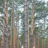 Сосновый лес :: Георгиевич Сосновый лес :: Георгиевич