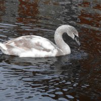 Молодой лебедь :: Рита Симонова