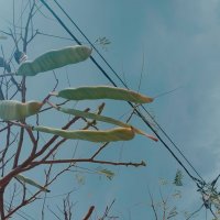 12  КЛОС (727) :: CLOSE WAYS ALL
