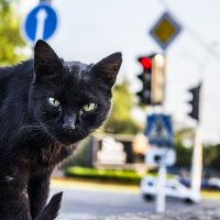 Котейко заглядывает в душу :: Коля Лукашов