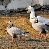 Торопятся, бегут...Время  пёрышки почистить и жирок... немного... снять. :: Татьяна Помогалова