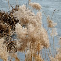 Кружева :: Сеня Белгородский