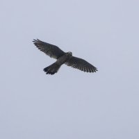 Пустельга. :: Alexander Amromin Пустельга. :: Alexander Amromin