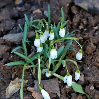 16 марта - уже подснежники! :: Светлана 16 марта - уже подснежники! :: Светлана