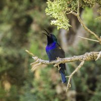 Палестинская нектарница. :: Alexander Amromin