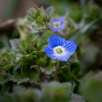 Малюсенькие, весенние цветочки... :: Referee (Дмитрий)