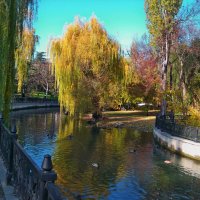 Ивушка плакучая :: Валентин Семчишин