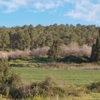 Миндаль зацвел (серия) :: Sergey Grim