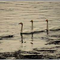 ...эскадра.. :: Aleksandr Gal