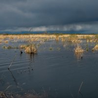 Болото :: Владимир Колесников