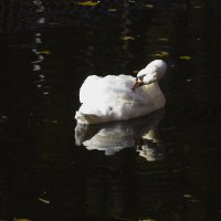 чистюля :: Владимир Зырянов