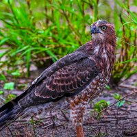 Ястреб-тетеревятник :: Aleksey Afonin Ястреб-тетеревятник :: Aleksey Afonin