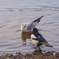 Разговор :: Сергей Швечков Разговор :: Сергей Швечков