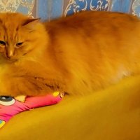 Левка и любимая подушечка) :: Валентса Левиль