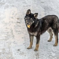 Блин? А где мясо? :: Валерий Иванович