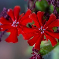 *** :: Виктор Иванович Чернюк