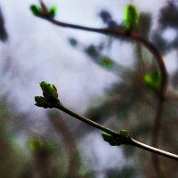 Сирень :: Юрий Гайворонскiий Сирень :: Юрий Гайворонскiий