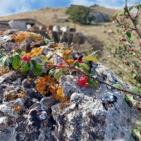 осенние краски Крыма :: ИРЭН@ .