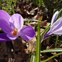 Красивы первые весенние цветы. Они нам говорят, что жизнь прекрасна!... :: Галина 