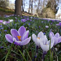 Хорошо гулять весною. Хорошо глядеть на свет,... :: Галина 