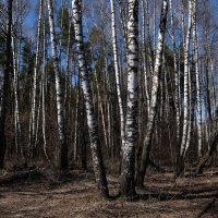 Мартовский лес особо прекрасен, есть в нём надежды на доброе счастье. :: Люба 