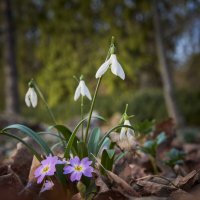 Подснежник :: Сергей Подснежник :: Сергей
