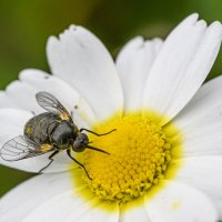 муха какая то сложно названная... смотрите у товарища :: Осень 