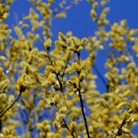 Природа 21 марта 3 :: Александр Прокудин