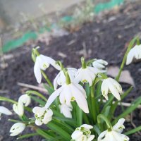 Галантус :: Сапсан Галантус :: Сапсан