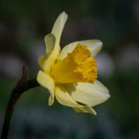 К солнышку.... :: Referee (Дмитрий) К солнышку.... :: Referee (Дмитрий)