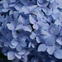 * * * :: Алёна Савина * * * :: Алёна Савина