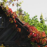 сентябрь :: Елена Шаламова