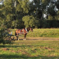 На Боголюбовском лугу около церкви Покрова на Нерли :: Александр Ильчевский 