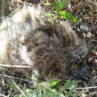 Птенец болотной совы :: Anna Ivanova Птенец болотной совы :: Anna Ivanova