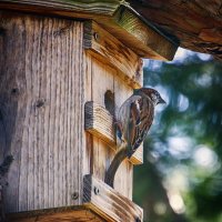 У дома своего :: Андроник Александр 