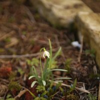 *** :: Вячеслав Макушин