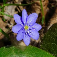 Печёночница :: Милешкин Владимир Алексеевич Печёночница :: Милешкин Владимир Алексеевич