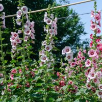 *** :: Виктор Иванович Чернюк *** :: Виктор Иванович Чернюк