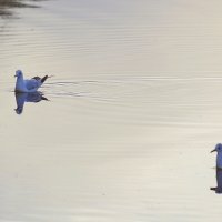 на озере :: Сергей Швечков