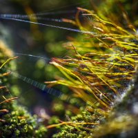 В "ущелье" :: Андроник Александр 