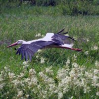 Аист на лугом летит :: Олег Зоркий