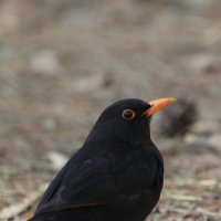 Скворец на прогулке :: Александр Кондаков Скворец на прогулке :: Александр Кондаков