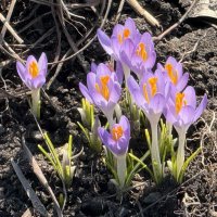 Крокусы :: <<< Наташа >>>