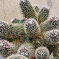 Кактус :: <<< Наташа >>>