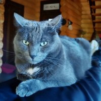 Строгий хозяин. :: Ольга Довженко Строгий хозяин. :: Ольга Довженко